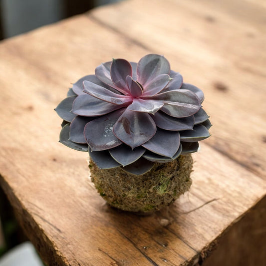 Echeveria purple pearl kokedama