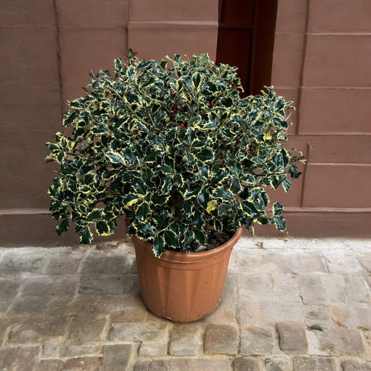 Ilex Aquifolium Aureovariegato cespuglio