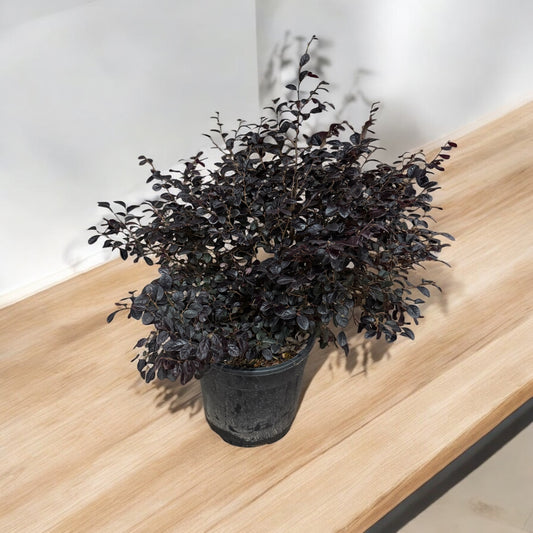 Loropetalum black pearl