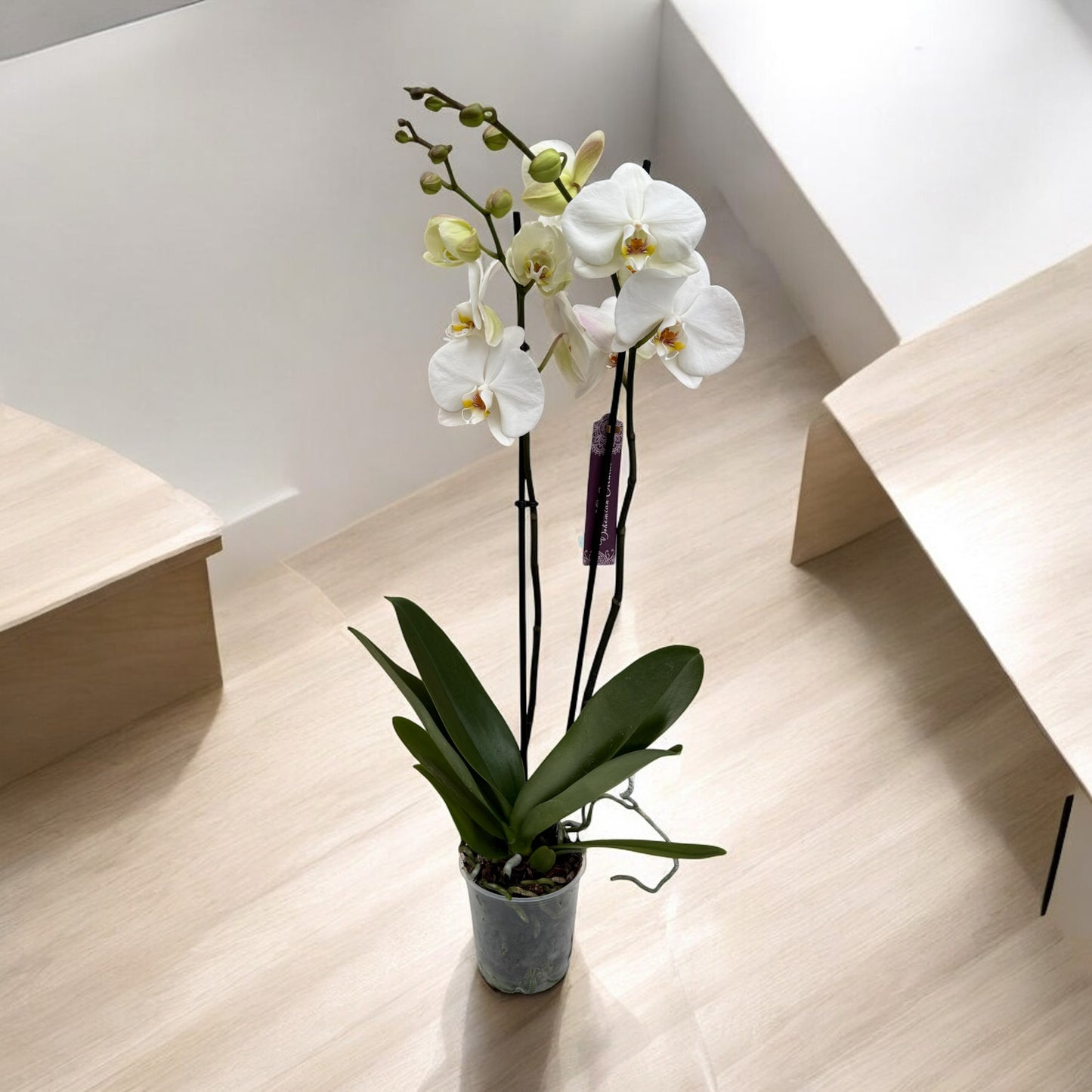 Phalaenopsis 2 steli