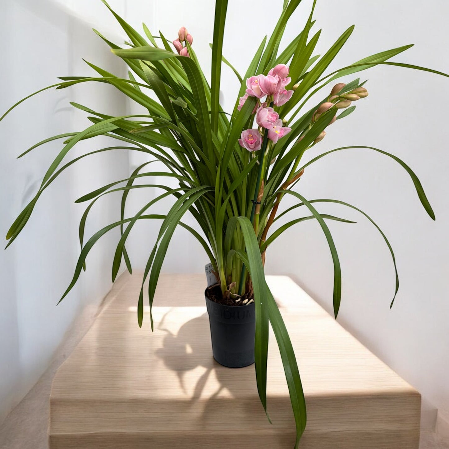 Cymbidium