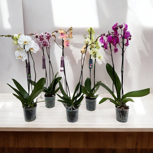 Phalaenopsis 2 steli