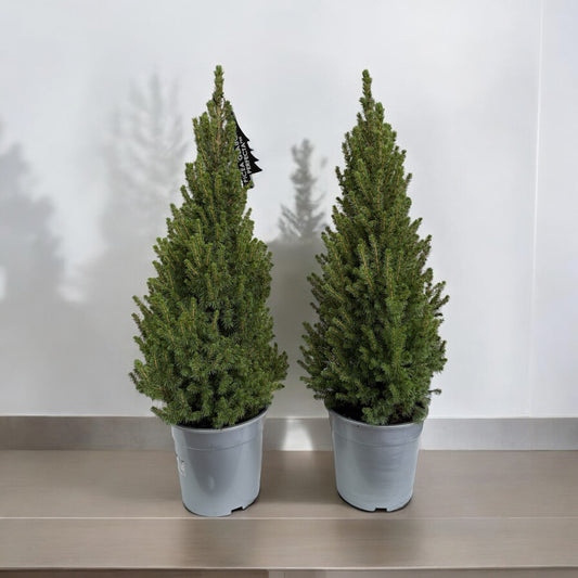 Picea Glauca Albertiniana Conica