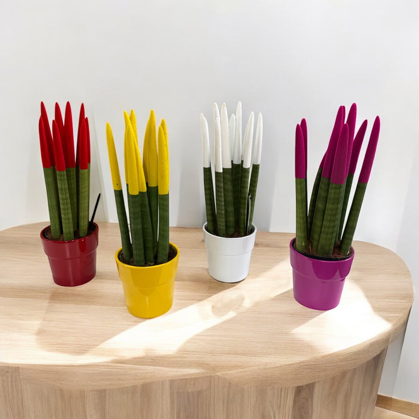 Sansevieria Cylindrica con vaso in ceramica