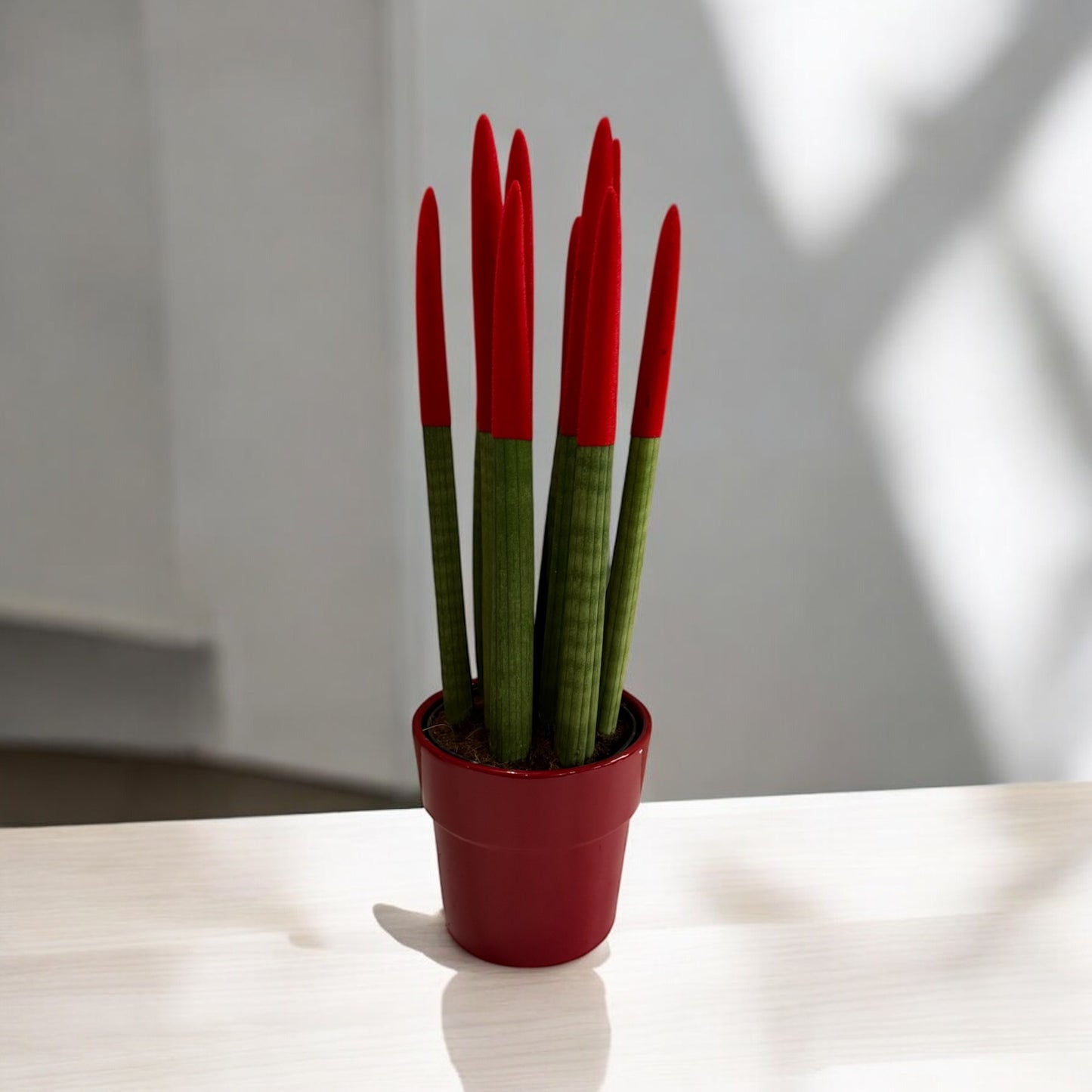 Sansevieria Cylindrica con vaso in ceramica