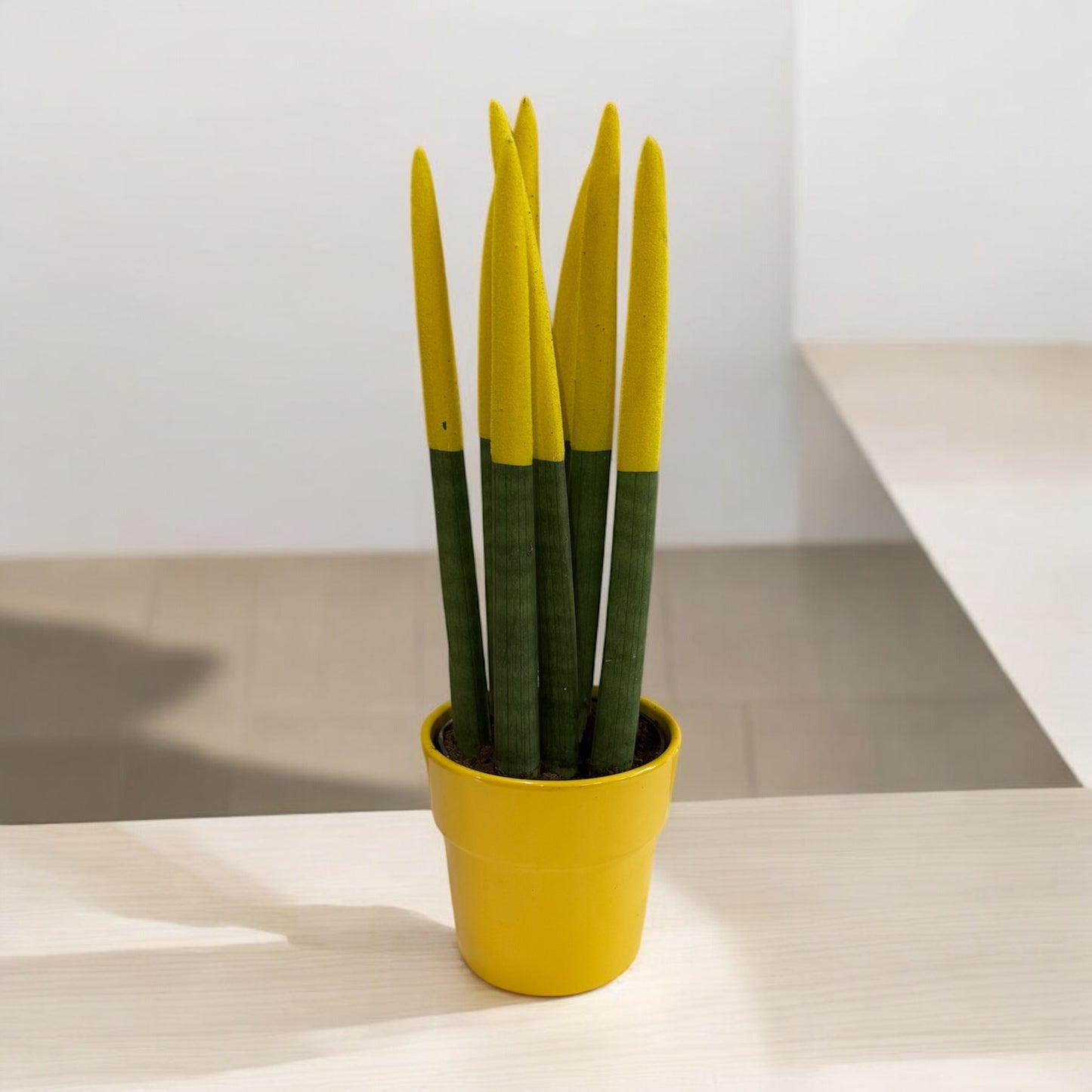 Sansevieria Cylindrica con vaso in ceramica