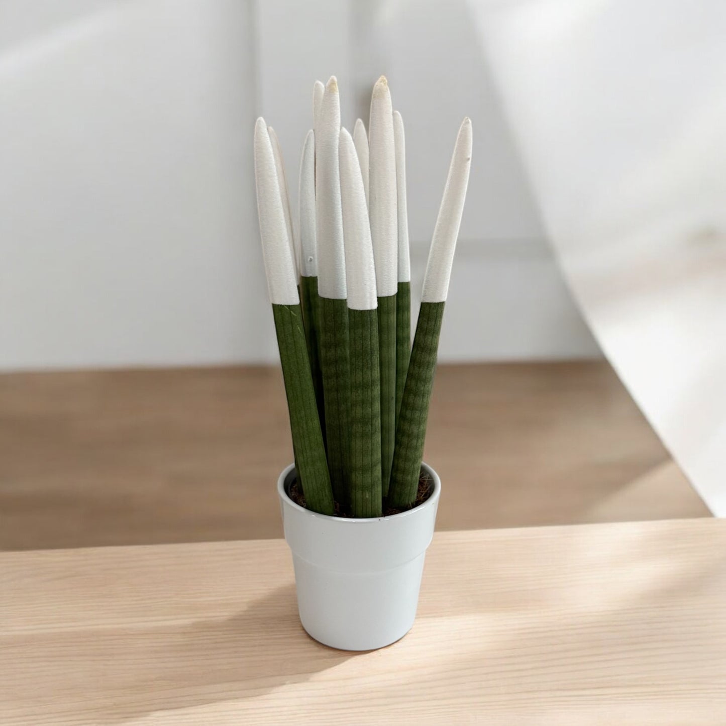 Sansevieria Cylindrica con vaso in ceramica