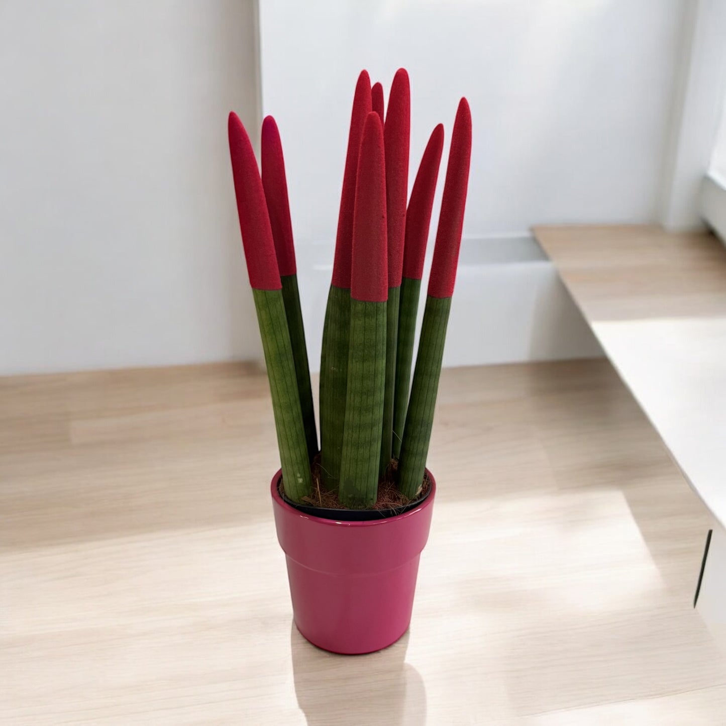 Sansevieria Cylindrica con vaso in ceramica