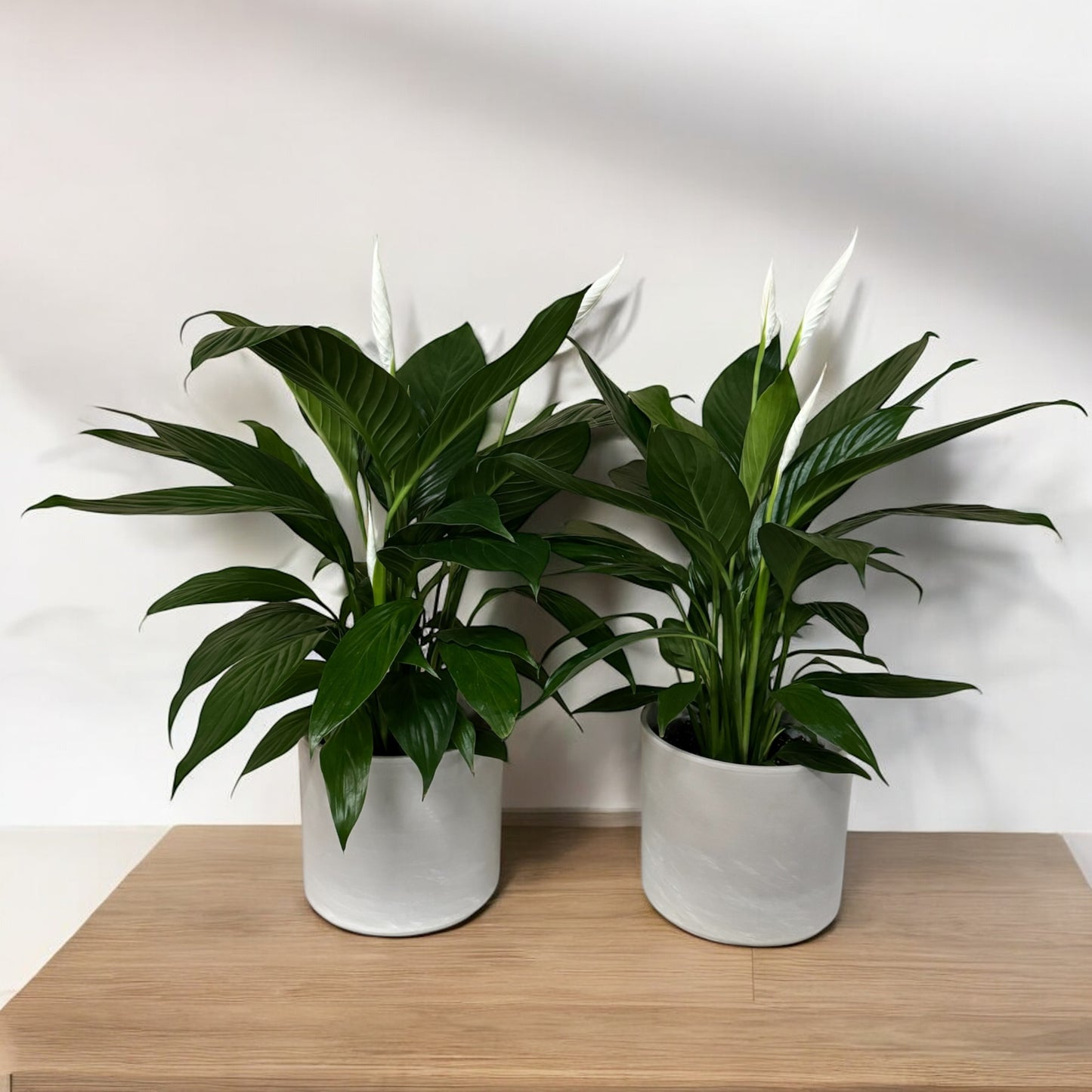 Spathiphyllum