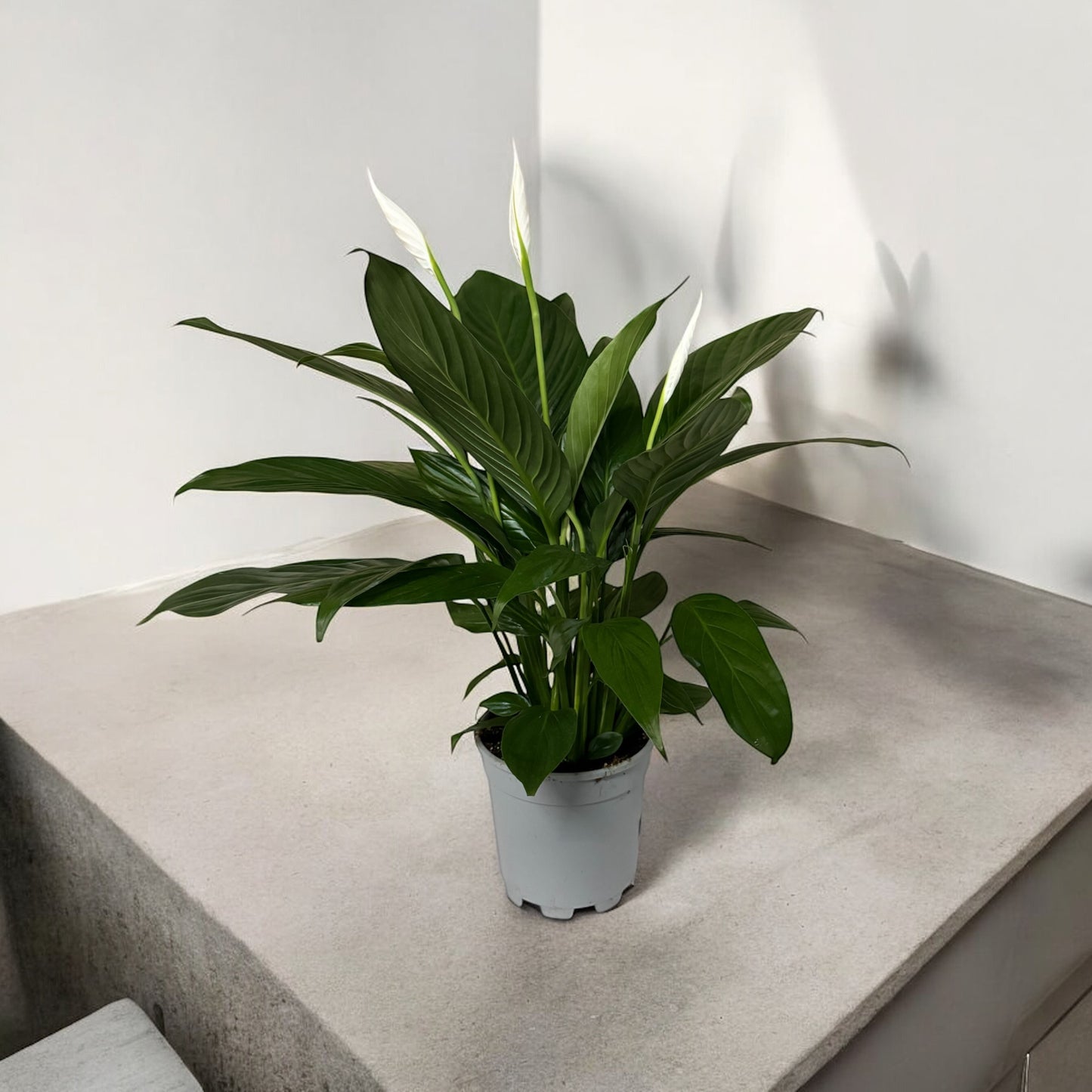 Spathiphyllum