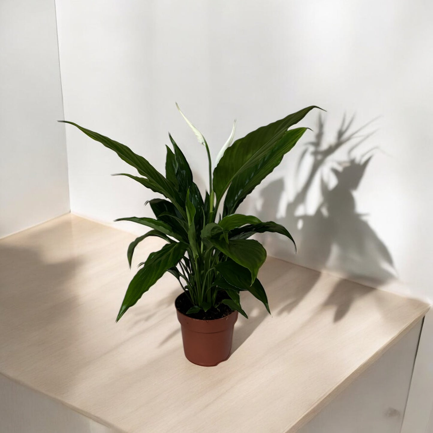 Spathiphyllum