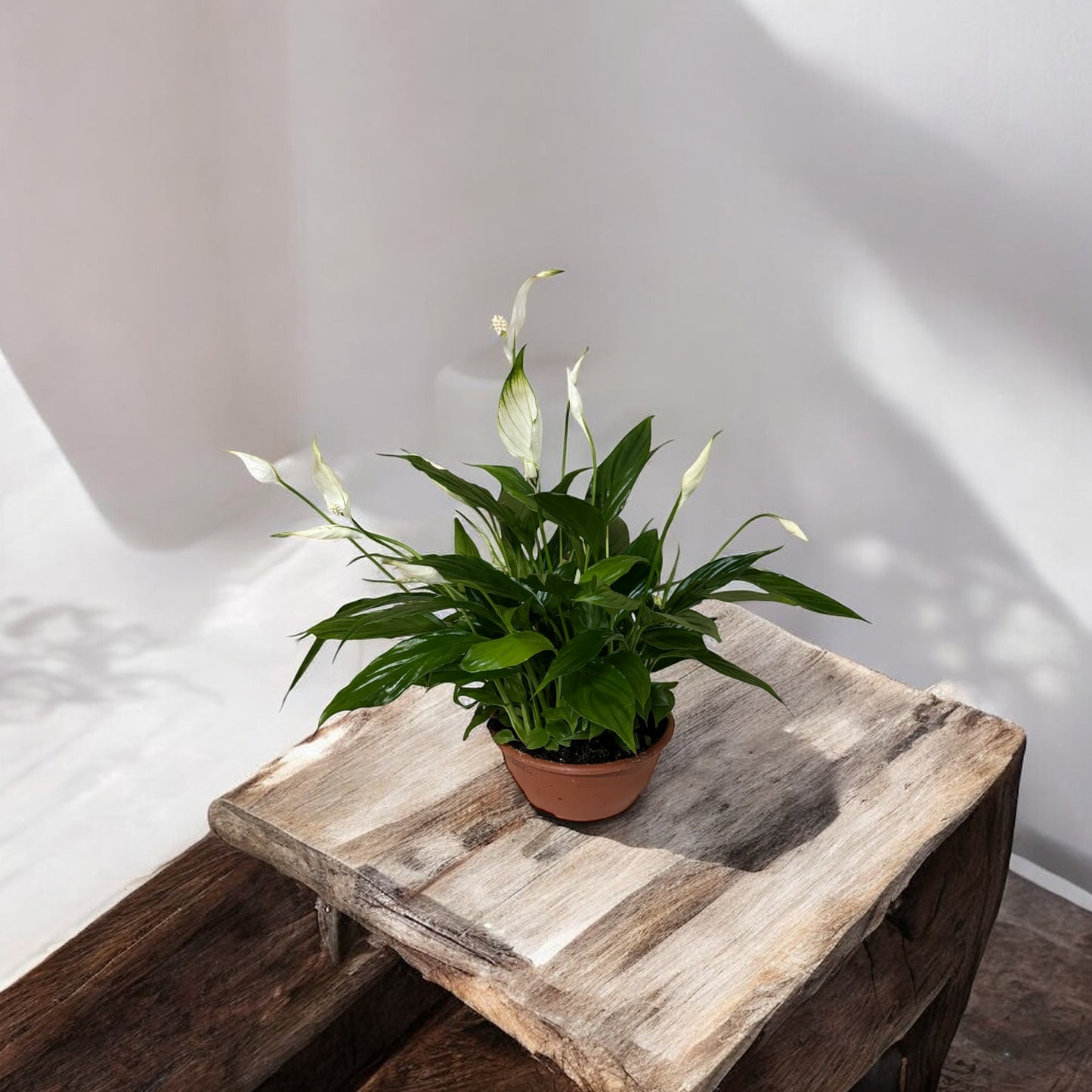 Spathiphyllum