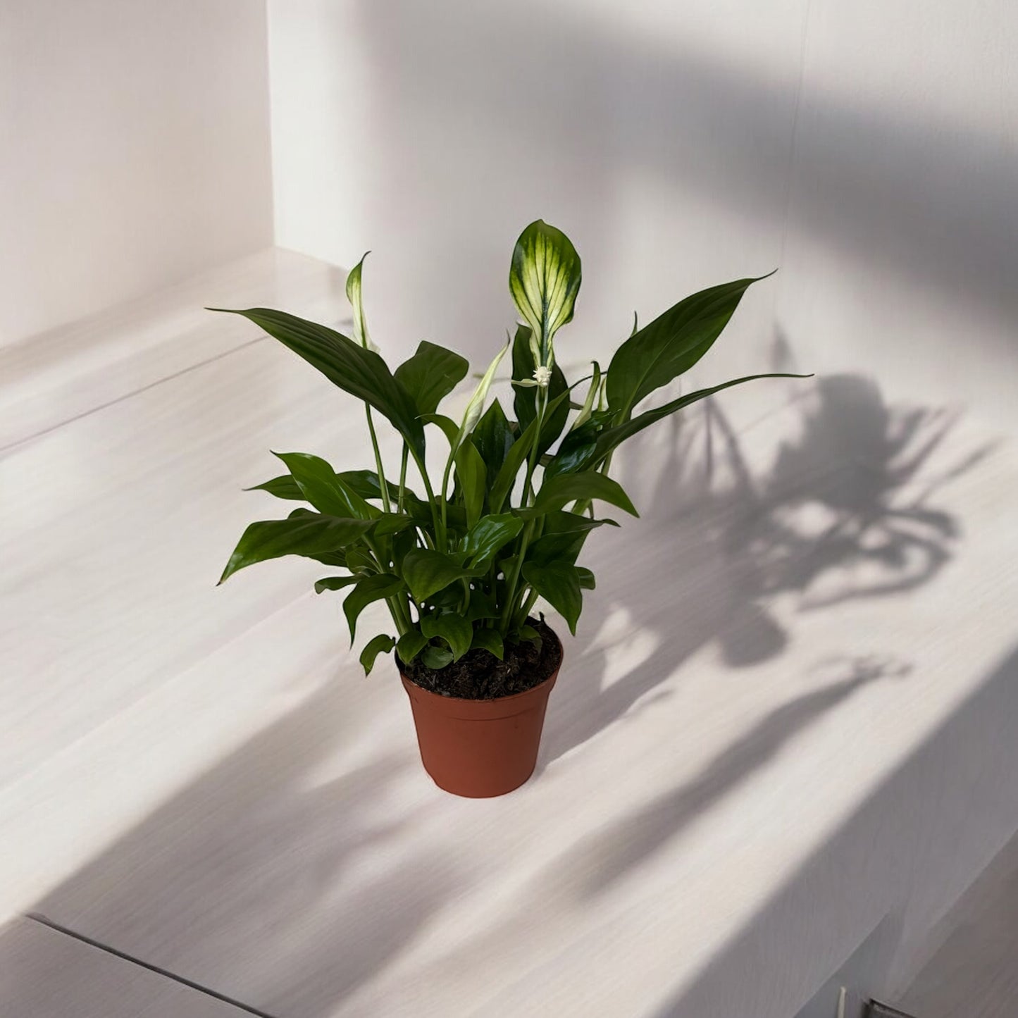 Spathiphyllum