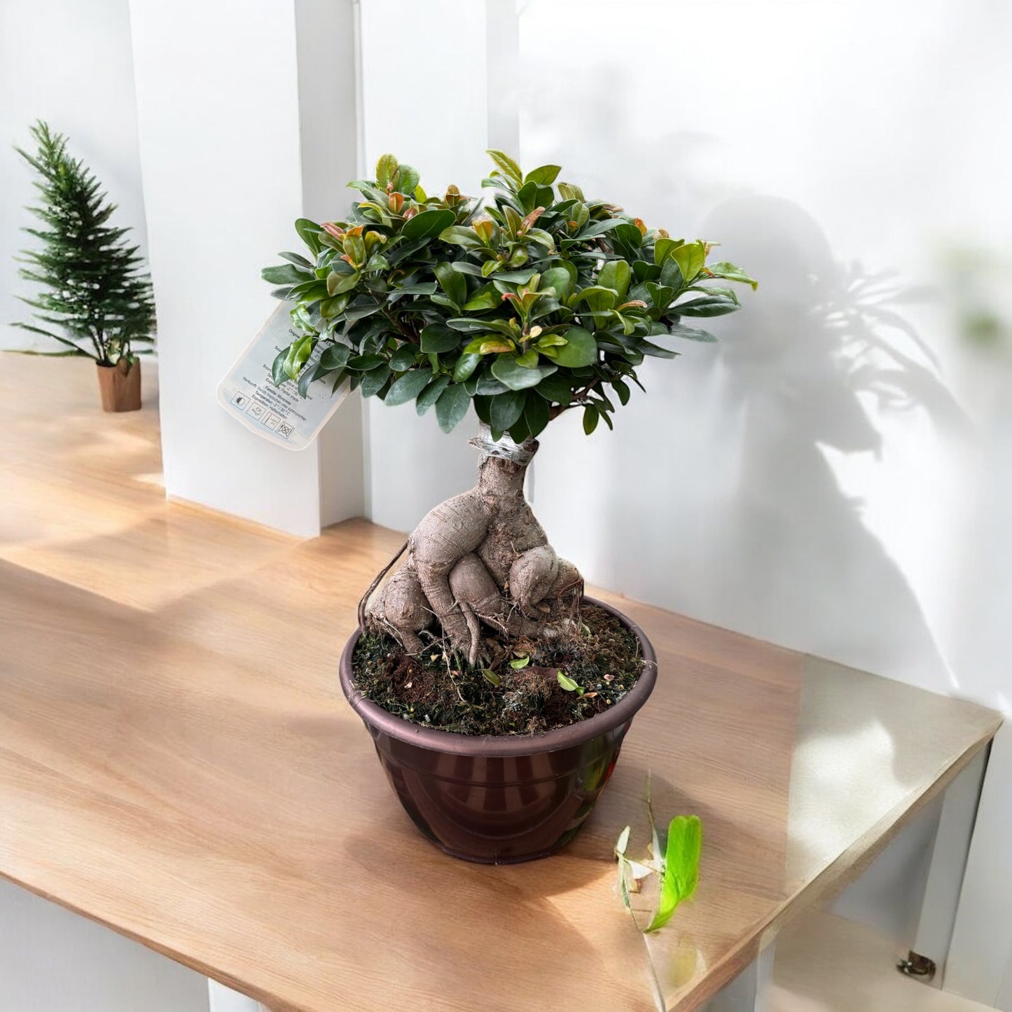 BONSAI FICUS GINSENG