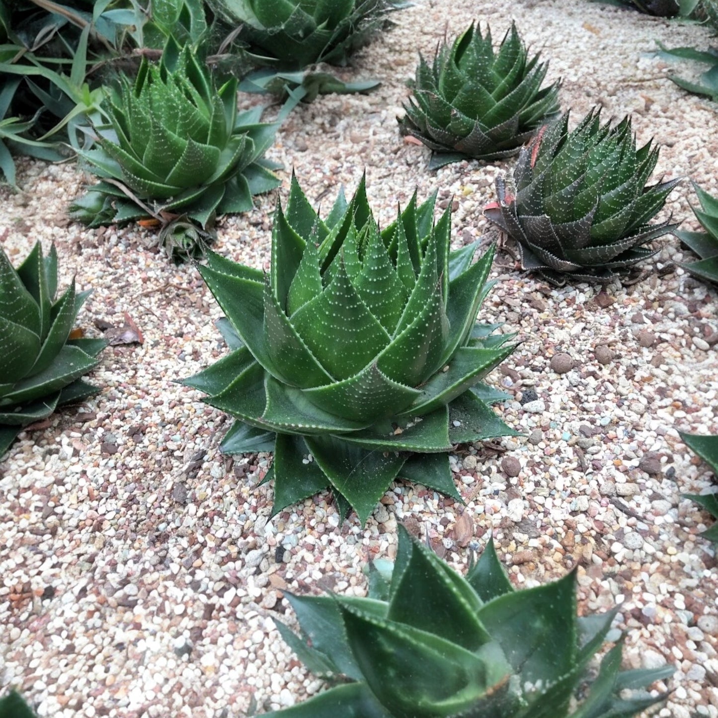 Aloe Cosmo