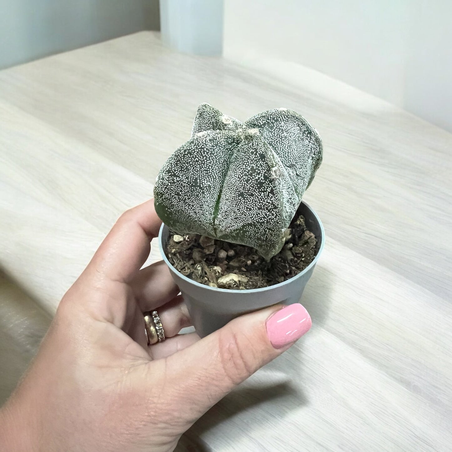 Astrophytum Myriostigma Quadricostatum