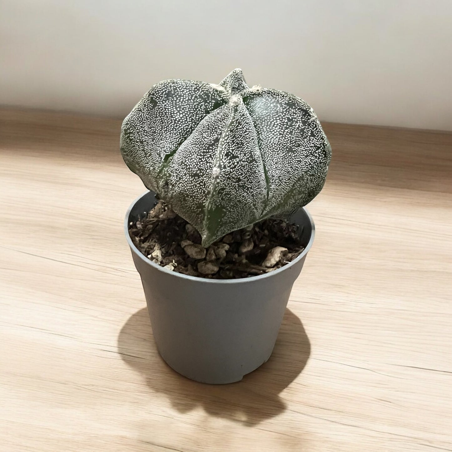 Astrophytum Myriostigma Quadricostatum