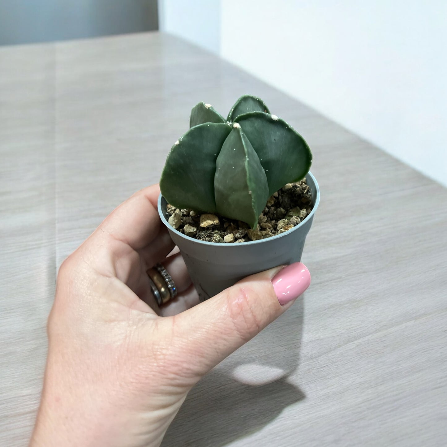 Astrophytum Myriostigma Quadricostatum