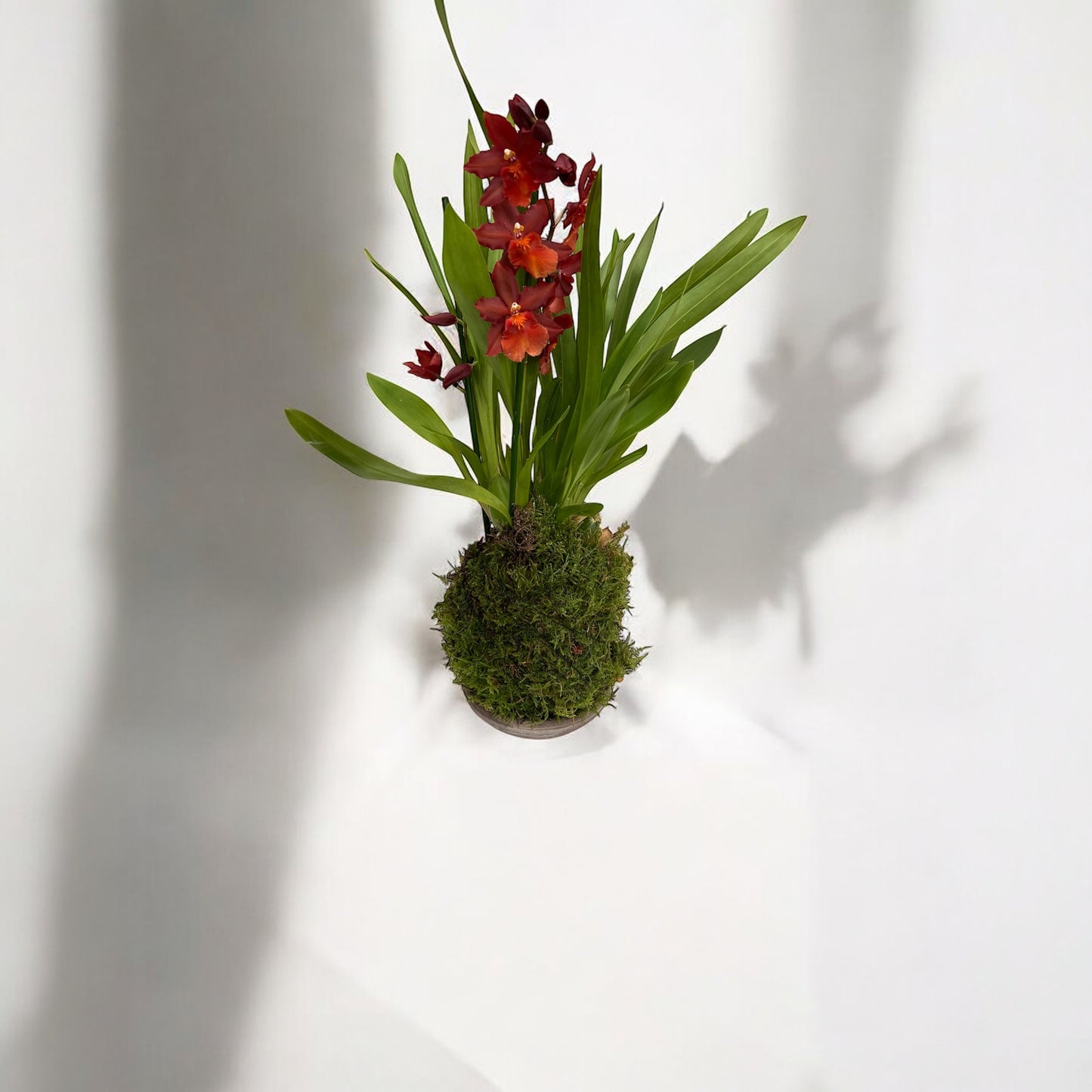 Orchidea Cambria Oncidium in Kokedama