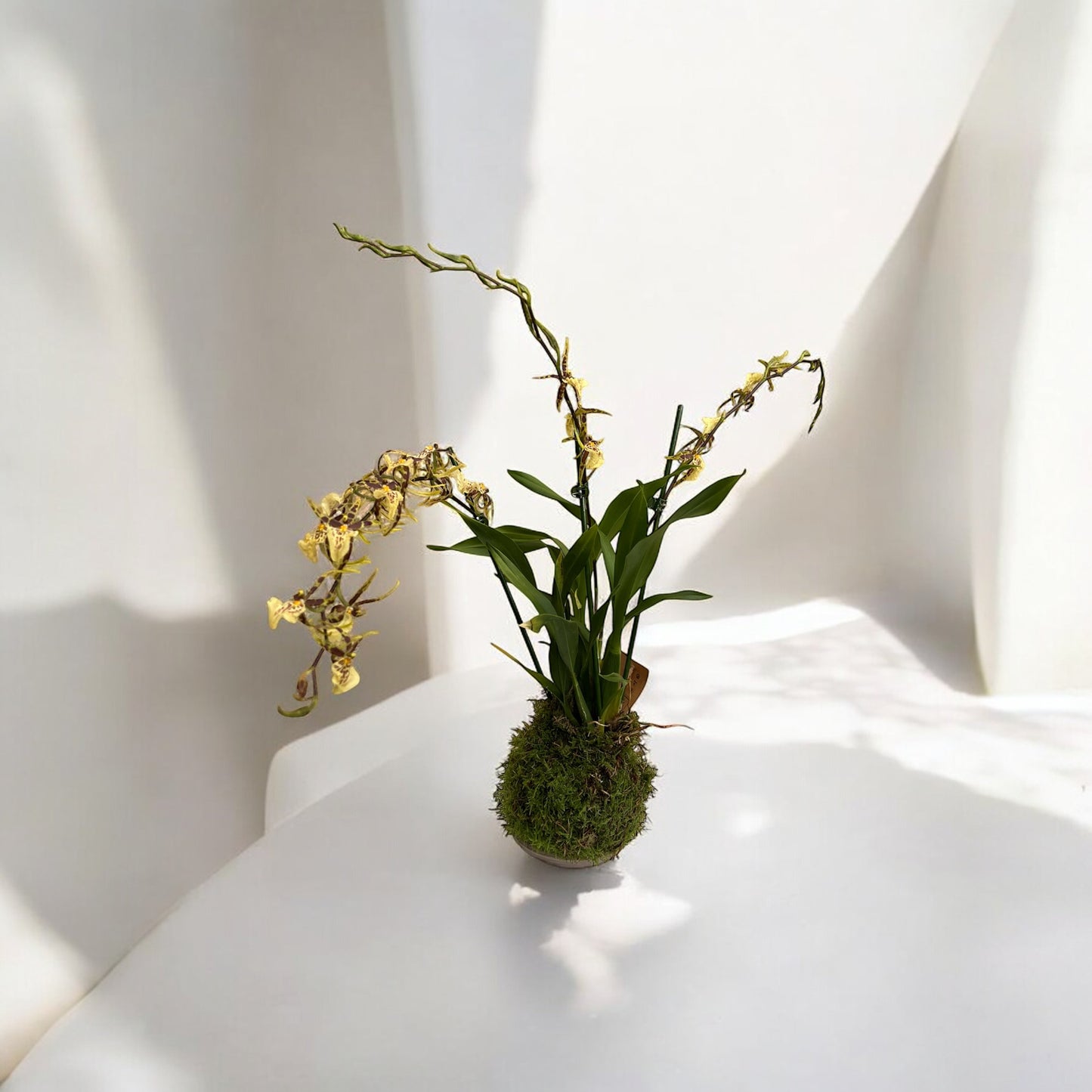 Orchidea Cambria Oncidium in Kokedama