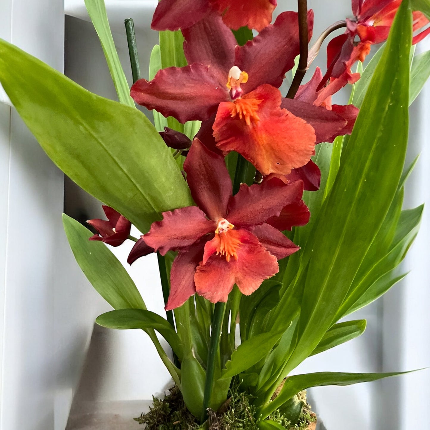 Orchidea Cambria Oncidium in Kokedama