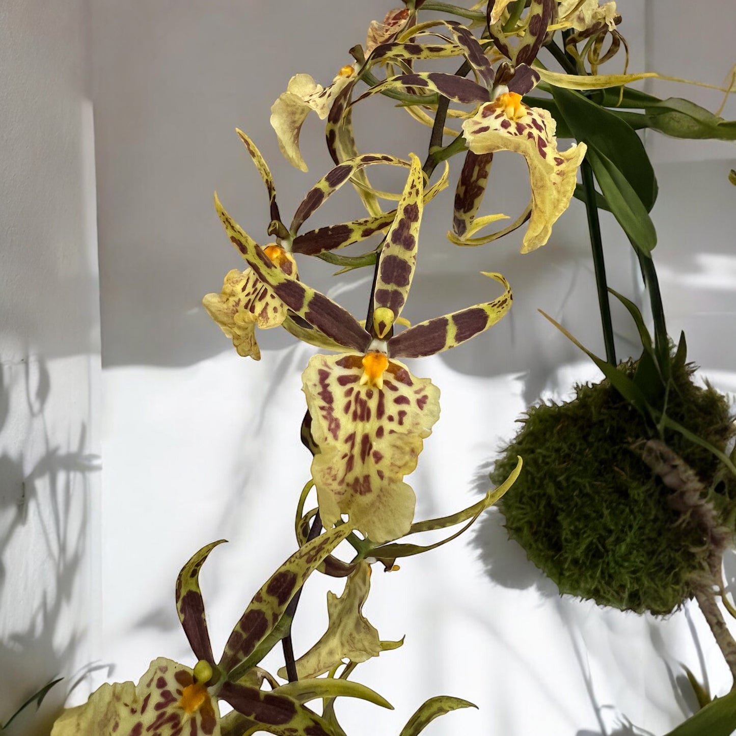 Orchidea Cambria Oncidium in Kokedama