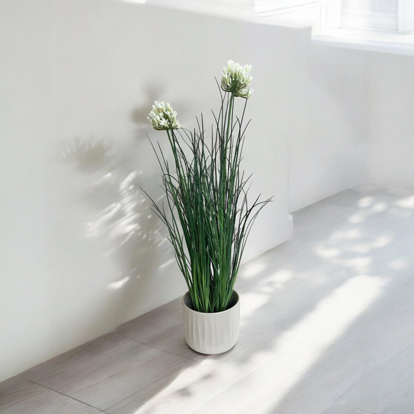 Agapanthus in vaso – Eleganza e colore per ogni ambiente