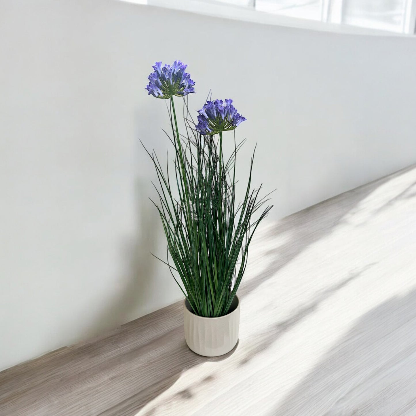 Agapanthus in vaso – Eleganza e colore per ogni ambiente