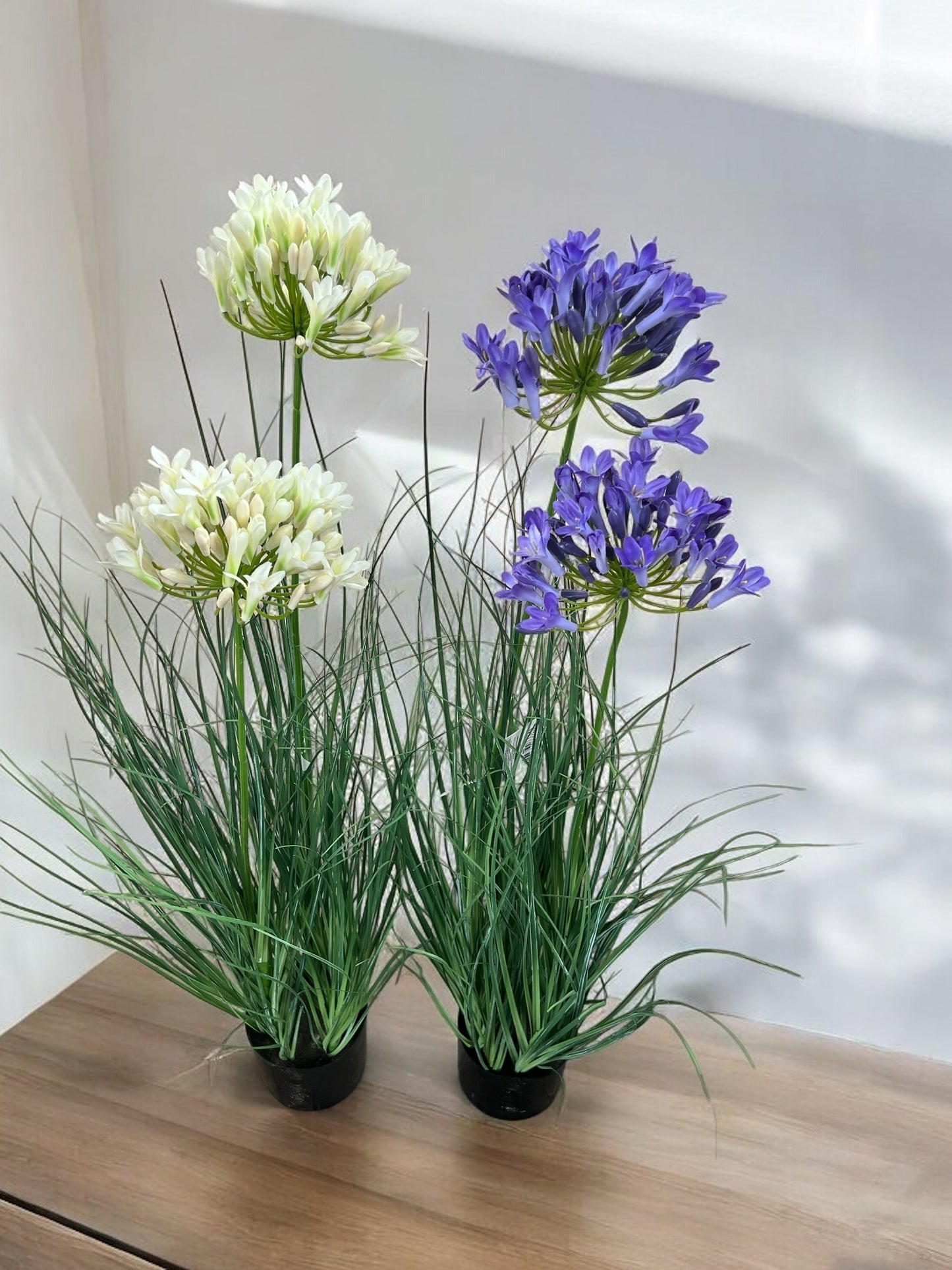 Agapanthus in vaso – Eleganza e colore per ogni ambiente