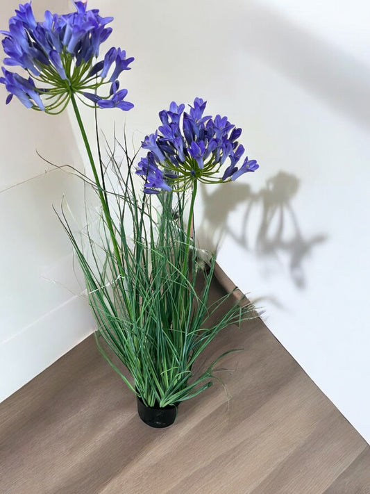 Agapanthus in vaso – Eleganza e colore per ogni ambiente