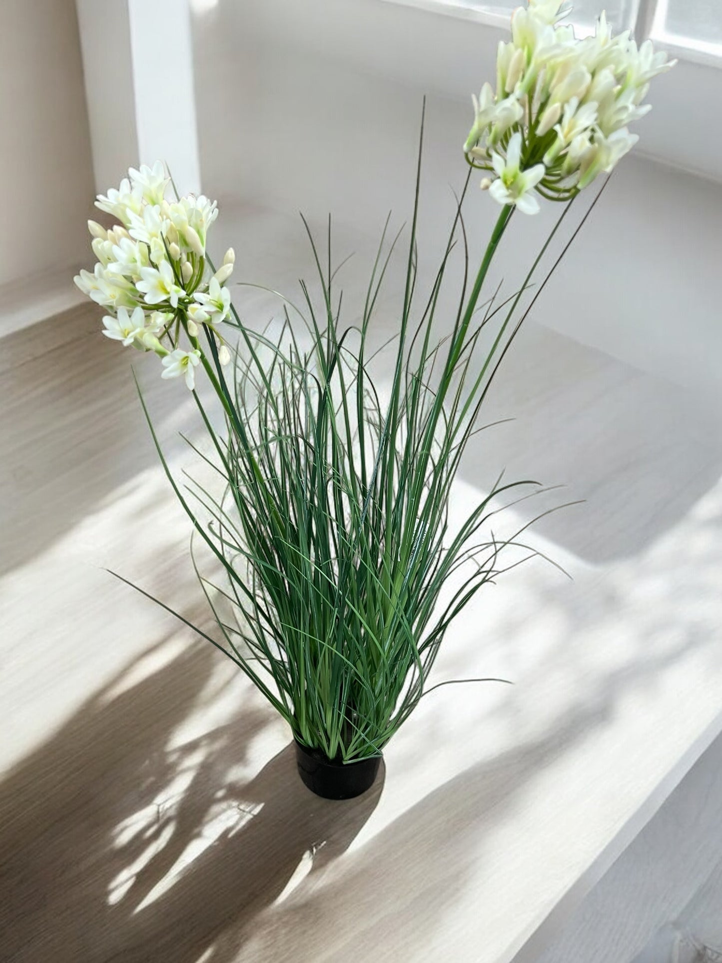 Agapanthus in vaso – Eleganza e colore per ogni ambiente