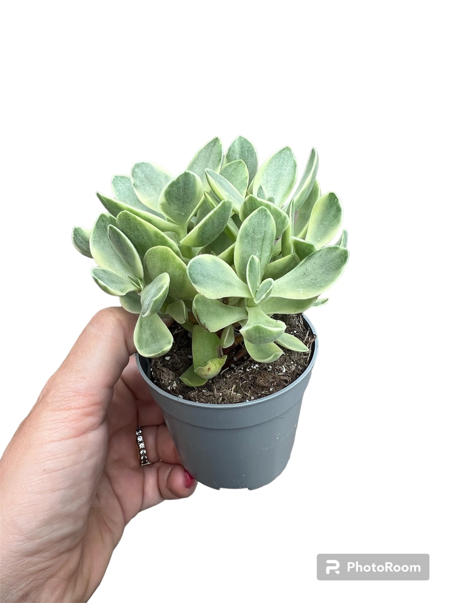 Crassula money maker variegata