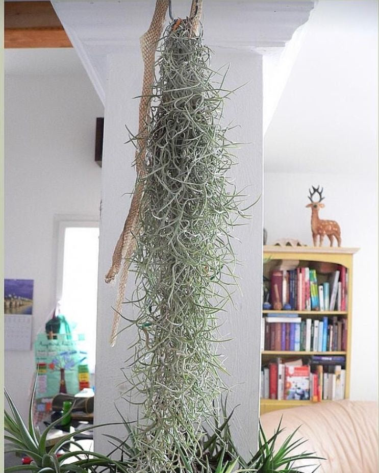 TILLANDSIA USNEOIDES