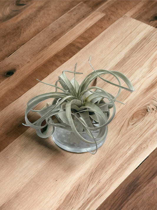 Tillandsia xerographica XL