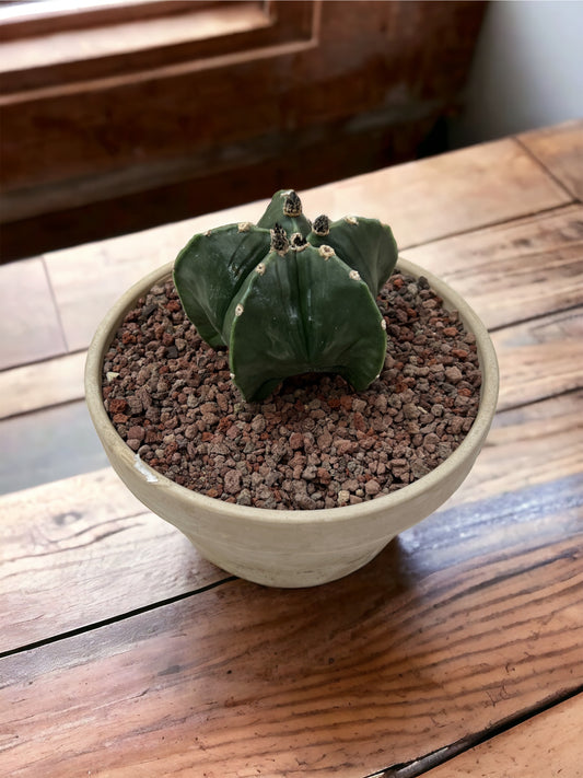 Astrophytum myriostigma