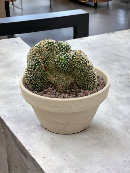 Mammillaria matudae f. crestata vaso 16