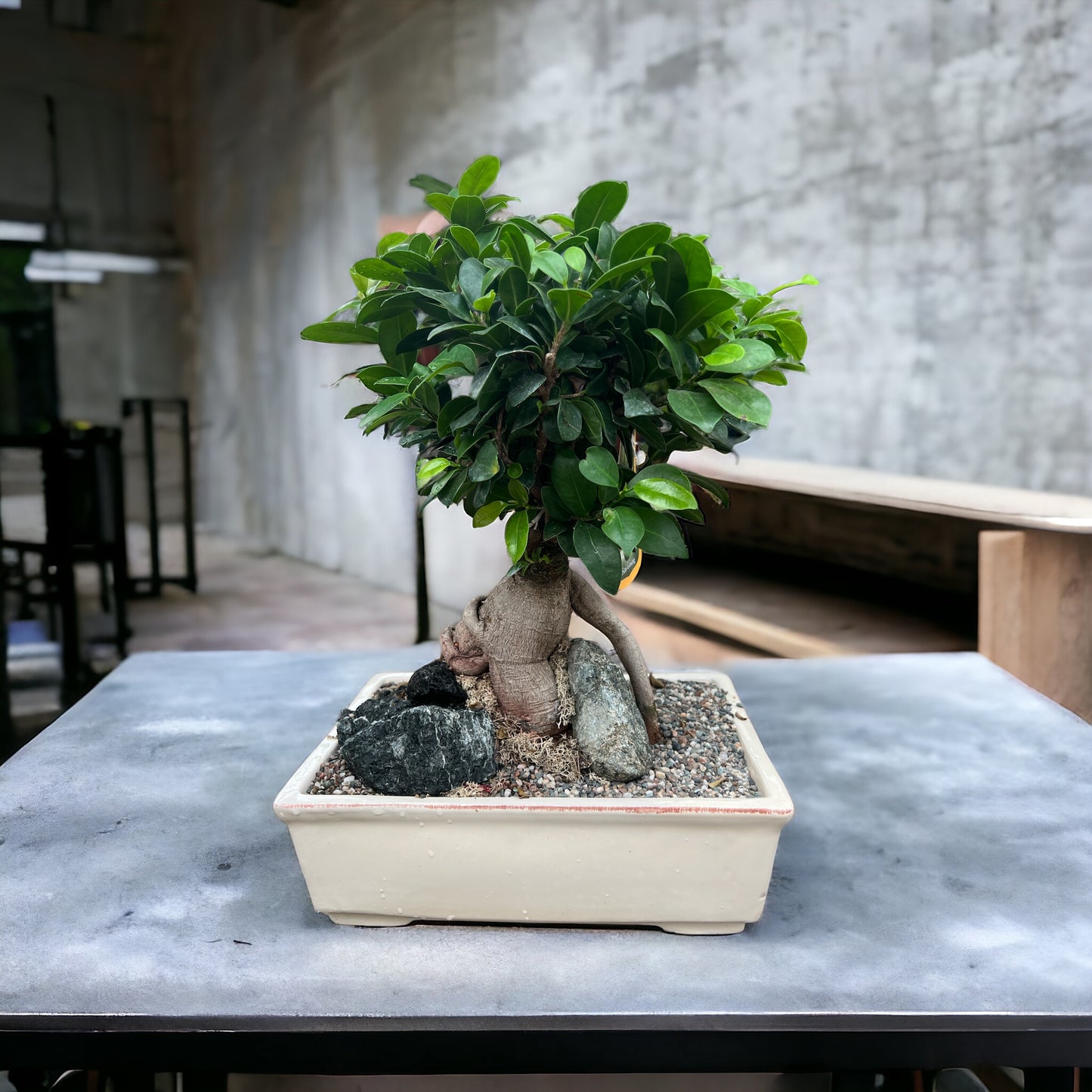 Bonsai Ficus Ginseng