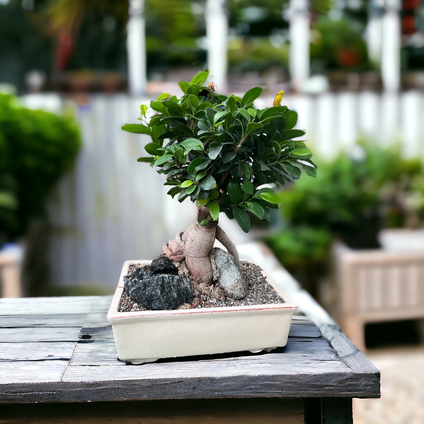 Bonsai Ficus Ginseng